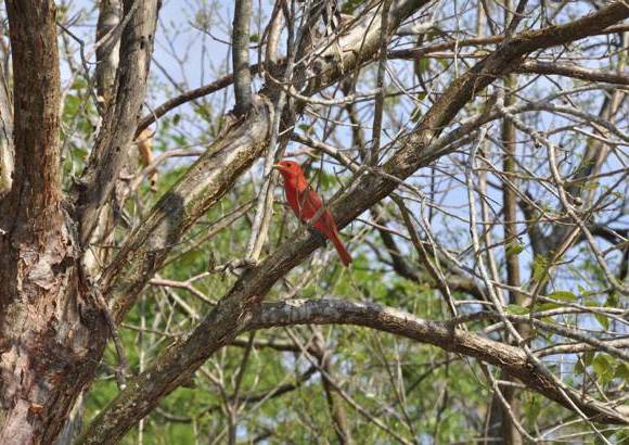 Cortes&#237;a - Otto Von Bertrab, gerente general de la reserva, sue&#241;a con su preservaci&#243;n, algo que solo se podr&#225; lograr si la declaran Patrimonio de la Humanidad.