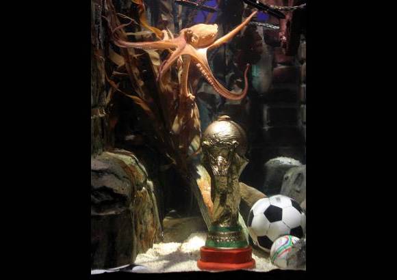 AP - Paul, el pulpo oráculo alemán, recibió este lunes una réplica de la Copa del Mundo como recompensa por su perfectas predicciones.