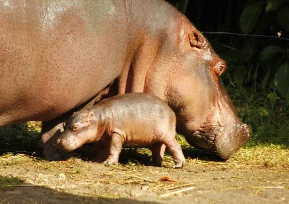 Cortes&#237;a Zool&#243;gico Santa Fe - La hembra hipop&#243;tamo naci&#243; hace 8 semanas, el zool&#243;gico Santa fe busca su nombre a trav&#233;s de un concurso para los ni&#241;os.