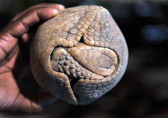AFP - La mascota del Mundial Brasil 2014, un armadillo de tres bandas, es considerada como un especie vulnerable por la Unión Internacional para la Conservación de la Naturaleza (UICN). Este armadillo, conocido como "tatu-bola", se creía extinto hasta su redescubrimiento en 1990 y este año el Gobierno de Brasil presentará en junio un plan para salvar al personaje que inspira a Fuleco, la mascota del torneo de la FIFA.