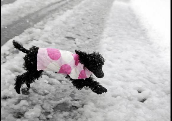AP - Un perro llamado Pastel de az&#250;car corre sobre la nieve en Dakota del Sur en Estados Unidos. La tempranera nieve lleg&#243; a Wyoming y a Dakota del Sur y provoc&#243; el cierre de carreteras y escuelas.