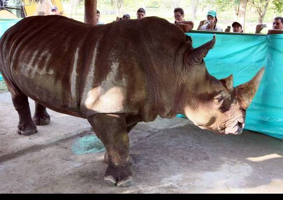 Jaime P&#233;rez - La rinoceronte dej&#243; el zool&#243;gico Santa Fe donde todos los d&#237;as consum&#237;a 60 kilos de pasto, 30 kilos de zanahoria, 12 kilos de concentrado, una paca de heno y agua a voluntad.