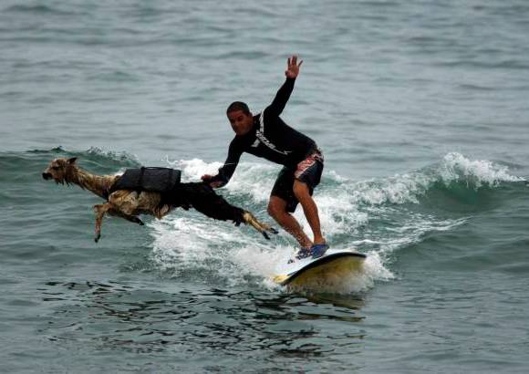 Reuters - A diferencia de un labrador retriever, una alpaca no se lanza al mar a nadar.