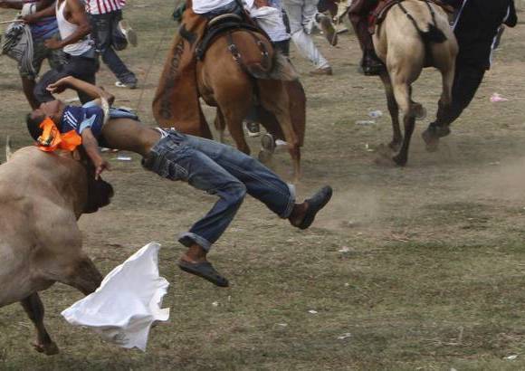 Reuters - En una tarde de corraleja se lidian alrededor de treinta toros, pero a ninguno se le quita la vida, a diferencia de lo que sucede con la tauromaquia profesional, en las que el astado es capoteado, picado por los banderilleros, toreado y muere atravesado por la espada del torero.