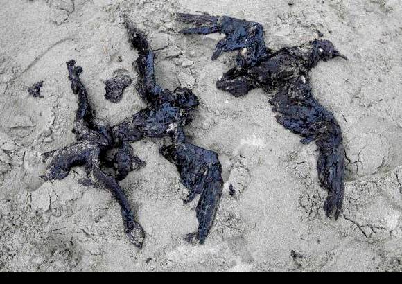 Reuters - Un equipo de un centenar de personas limpia el petr&#243;leo en las playas m&#225;s afectadas.
