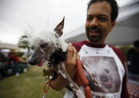 Reuters - El concurso del perro m&#225;s feo del mundo se realiz&#243; durante la feria Sonoma-Marin en Pentaluma, California. Icky, un perro chino con cresta, particip&#243; en el certamen.