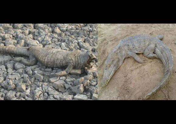 Foto: Heidy Puerta - La Gobernación tiene proyectadas tareas de protección, recuperación de las áreas afectadas, concientización y educación ambiental.