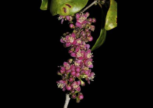 David Rabehevitra - Eugenia petrikensis, arbusto amenazado en la selva de Madagascar.