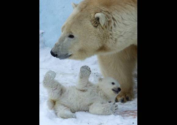 AP - Un oso polar y su cachorro juega en el Zool&#243;gico de Novosibirsk, al este de Mosc&#250;, Rusia.
