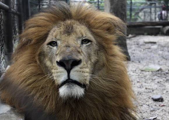 Donaldo Zuluaga - El Zool&#243;gico Santa Fe est&#225; abierto de lunes a domingo, de 9:00 a.m. a 5:00 p.m.