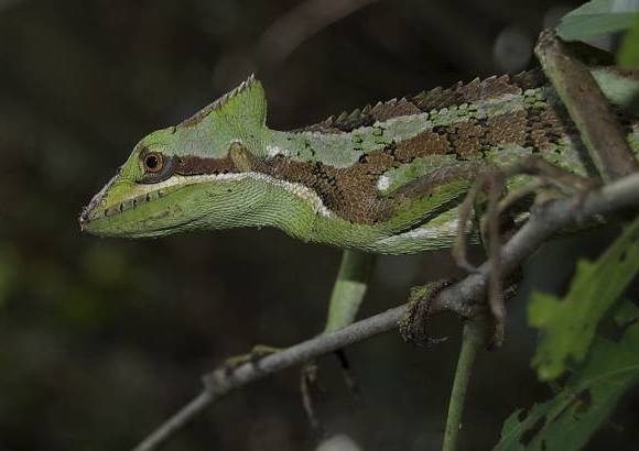 Cortes&#237;a - 50 metros tiene el punto m&#225;s ancho y diez metros tiene la parte m&#225;s profunda del agua.