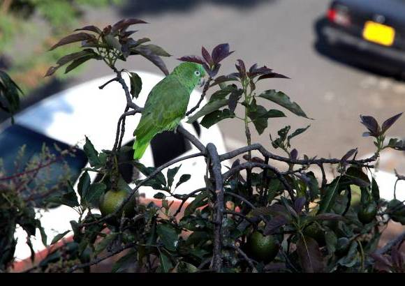 Donaldo Zuluaga - Al intentar rescatar a la lorita de un &#225;rbol de aguacates, en el que permanec&#237;a atrapada desde hace m&#225;s de tres d&#237;as, en compa&#241;&#237;a de una ardillita, el ave vol&#243; dejando a su due&#241;a y a quienes presenciaban el operativo con una gran tristeza.