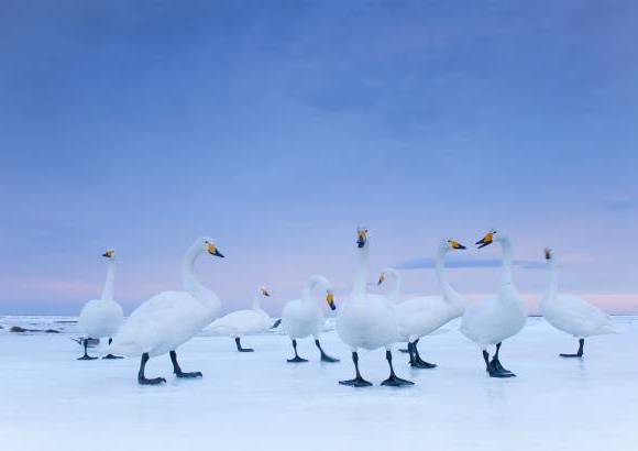 Reuters - Stefano Unterthiner, de National Geographic, gan&#243; en la categor&#237;a Cuentos de la Naturaleza con esta imagen de los cisnes cantores en la madrugada, tomada en Hokkaido, Jap&#243;n.