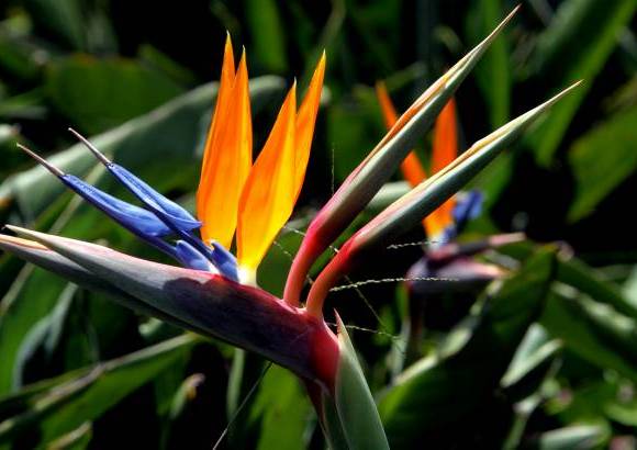 Donaldo Zuluaga - El Museo Vivo de Las Flores tiene como prop&#243;sito impulsar el turismo en el bello corregimiento de San Crist&#243;bal.