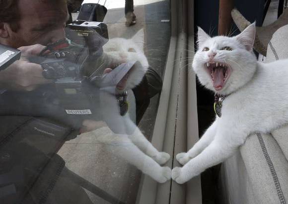 Reuters - El caf&#233; del gato en Nueva York llama la atenci&#243;n en pleno Manhattan.