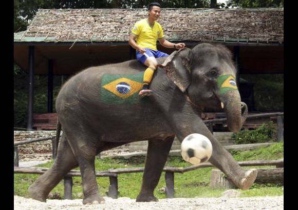 AP - Un elefante con la bandera de Brasil pintada en la panza y el costado patea un balón de fútbol guiado por su cuidador en un campamento tailandés en la provincia de Chiang Mai.