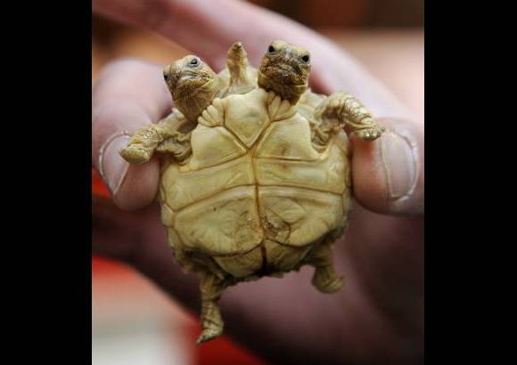 Reuters - A la tortuga le pusieron dos nombres Magda (la de la izquierda) y Lenka (la de la derecha).