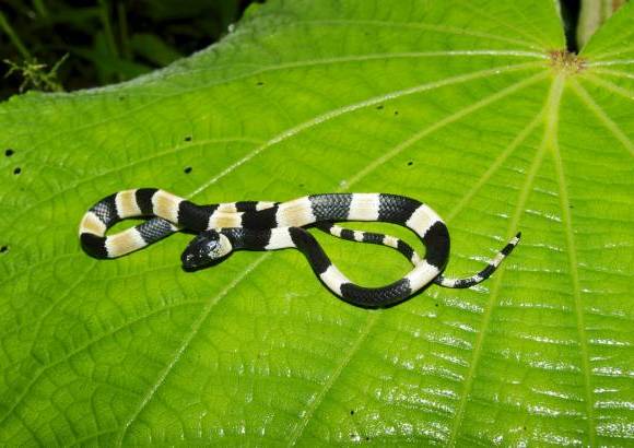 Sebastian Lotzkat - Falsa coral Sibon noalamina, de Panam&#225;, que se alimenta de caracoles. Se camufla como coral.