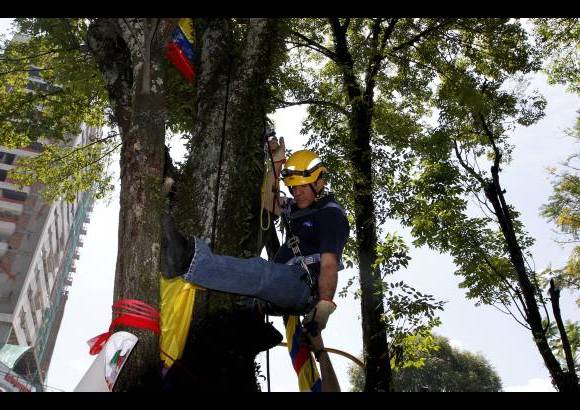 Donaldo Zuluaga Velilla - Los opositores de la tala en la carrera 43A se trepan a los &#225;rboles y ponen banderas, en se&#241;al de sentido de pertenencia y amor por los gigantes verdes.