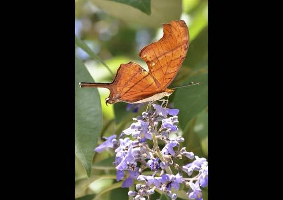 Cortes&#237;a - Los gu&#237;as de la reserva hablan siete idiomas y son en su mayor&#237;a bi&#243;logos y espele&#243;logos.