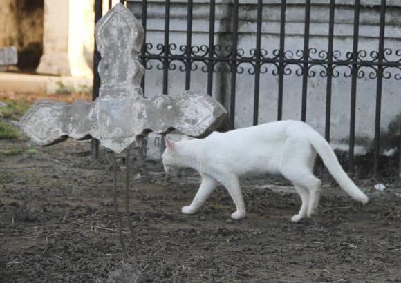 Mario Franco-Colprensa - El Cementerio Municipal de Mompox, Bol&#237;var, es un lugar fascinante que a lo largo de los a&#241;os ha tenido un apacible deterioro, en sus tumbas se pueden encontrar l&#225;pidas que datan del a&#241;o 1831. El descanso eterno de sus hu&#233;spedes es singularmente cuidado por gatos, felinos que se pasean por las tumbas en lo que parecieran rondas de estricta vigilancia.