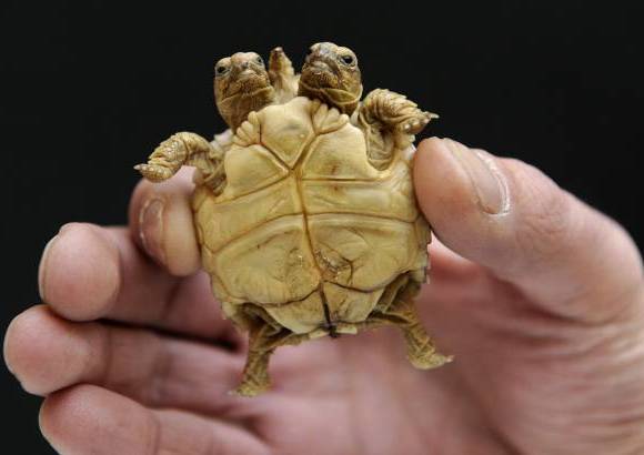 Reuters - La tortuga tiene siete semanas de edad.