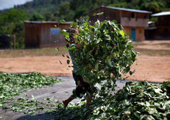 AP - En 2012 Per&#250; desplaz&#243; a Colombia como el principal productor de hoja de coca en el mundo, anunci&#243; el mes pasado Naciones Unidas. Sin embargo, a diferencia de Colombia, la mayor&#237;a de la coca&#237;na producida en Per&#250; es exportada no a Estados Unidos, sino a Brasil, Argentina y Europa.