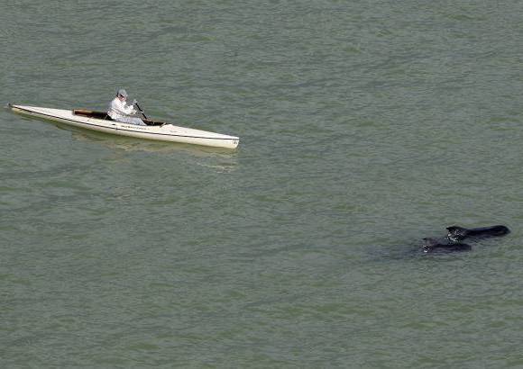 AP - Las ballenas son de la especie &quot;piloto&quot; o &quot;calder&#243;n com&#250;n&quot;, est&#225;n protegidas y son abundantes en el oc&#233;ano Atl&#225;ntico, suelen viajar en grupos numerosos y no es extra&#241;o que en ocasiones se desorienten y acaben varadas en aguas poco profundas.