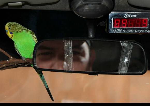 Jaime P&#233;rez - Cuando prestaba un servicio en su taxi, Juan Carlos Restrepo encontr&#243; a un periquito perdido y sin alientos. De inmediato, lo cobij&#243; y le dio una galleta remojada en agua para estabilizarlo. Hoy Ni&#241;o, como llam&#243; al perico, come, canta, se ba&#241;a y acompa&#241;a a este hombre en sus jornadas laborales.