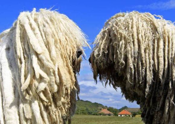 Reuters - Un simp&#225;tico juego entre los tradicionales perros guardianes de Hungr&#237;a, los Komondor.