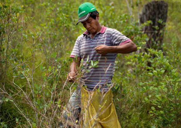 AP - La coca es el sustento de la econom&#237;a de este distrito predominantemente rural de 40.000 habitantes y tiene tanta importancia que una escultura de hojas de coca destaca en la plaza central de Pichari.