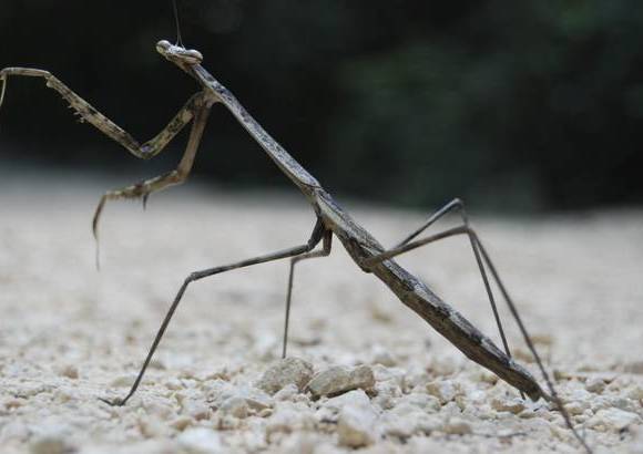 Cortes&#237;a - En algunas zonas de la reserva se debe caminar entre rocas y corales fosilizados, ra&#237;ces, estalactitas, estalagmitas, y puntos en los que hay que nadar por el r&#237;o y cenotes (pozos de agua).