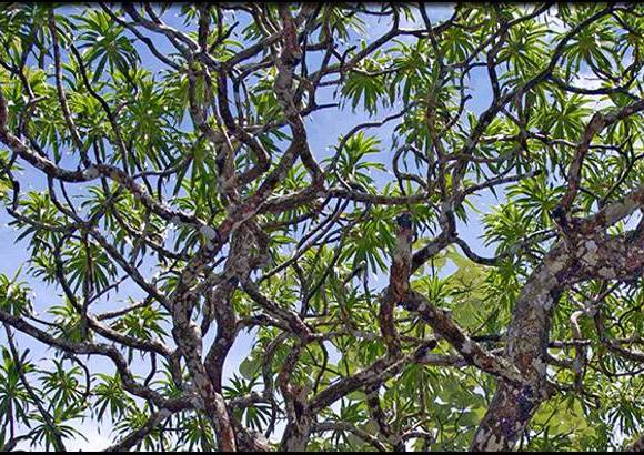 Foto Paul Wikin - &#193;rbol drag&#243;n (Dracaena kaweesakii) de 12 metros de alto. Habitante de unas provincias en Tailandia.