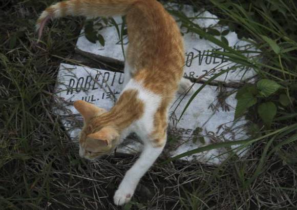 Mario Franco-Colprensa - El Cementerio Municipal de Mompox, Bol&#237;var, es un lugar fascinante que a lo largo de los a&#241;os ha tenido un apacible deterioro, en sus tumbas se pueden encontrar l&#225;pidas que datan del a&#241;o 1831. El descanso eterno de sus hu&#233;spedes es singularmente cuidado por gatos, felinos que se pasean por las tumbas en lo que parecieran rondas de estricta vigilancia.