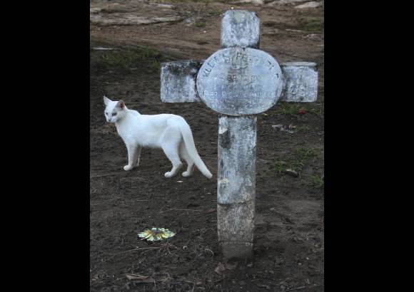 Mario Franco-Colprensa - El Cementerio Municipal de Mompox, Bol&#237;var, es un lugar fascinante que a lo largo de los a&#241;os ha tenido un apacible deterioro, en sus tumbas se pueden encontrar l&#225;pidas que datan del a&#241;o 1831. El descanso eterno de sus hu&#233;spedes es singularmente cuidado por gatos, felinos que se pasean por las tumbas en lo que parecieran rondas de estricta vigilancia.