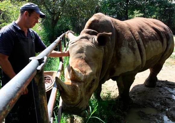 Julio César Herrera - Entre John Jairo y la rinoceronte Vera se dio una extraña relación de afecto, al extremo que el cuidador le reconoce sus estados de ánimo y la contempla.