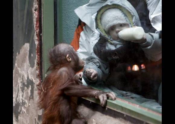 Reuters - Un ni&#241;o mira un orangut&#225;n cachorro de Borneo en un zool&#243;gico de la ciudad de Mosc&#250;.