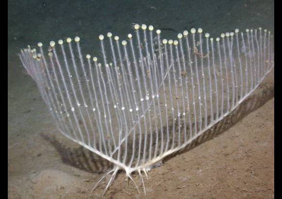 MBARI - Esponja lira Chondrocladia lyra, carn&#237;vora, vive a 3.900 metros de profundidad en el Pac&#237;fico.