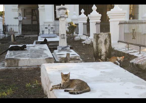 Mario Franco-Colprensa - El Cementerio Municipal de Mompox, Bol&#237;var, es un lugar fascinante que a lo largo de los a&#241;os ha tenido un apacible deterioro, en sus tumbas se pueden encontrar l&#225;pidas que datan del a&#241;o 1831. El descanso eterno de sus hu&#233;spedes es singularmente cuidado por gatos, felinos que se pasean por las tumbas en lo que parecieran rondas de estricta vigilancia.