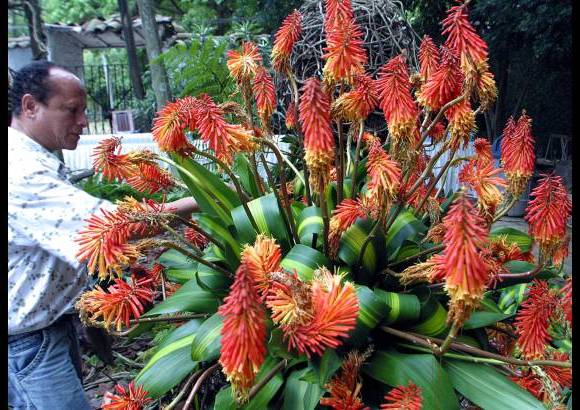 FOTO EL COLOMBIANO - El Jardín Botánico Joaquín Antonio Uribe es un espacio de encuentro natural en medio de la ciudad, ideal para el conocimiento, el descanso y la relajación. Declarado Patrimonio Cultural de Medellín, es uno de los más bellos sitios de Antioquia, el país y el mundo dedicados a la botánica.