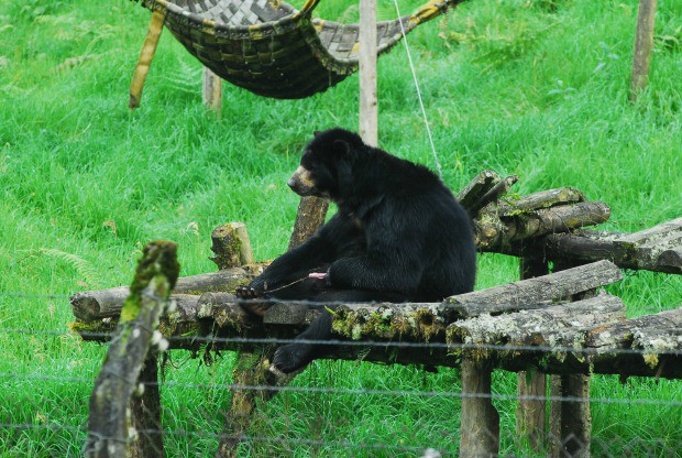 El oso Chucho cuando aún estaba en Manizales; ahora vive en el zoológico de Barranquilla, donde lleva dos años. FOTO colprensa