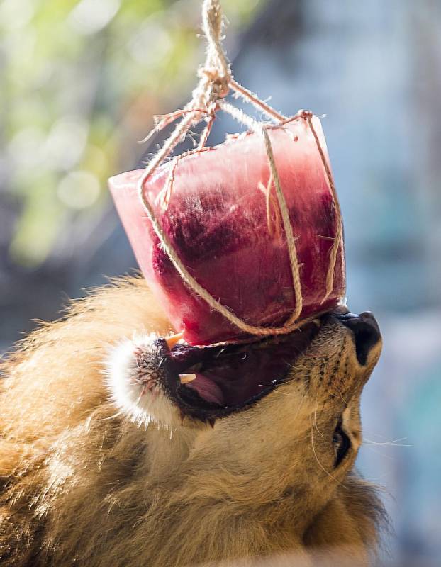 Además de alimentarlos, los helados ayudan a reducir la temperatura corporal. FOTOS JULIO CÉSAR HERRERA