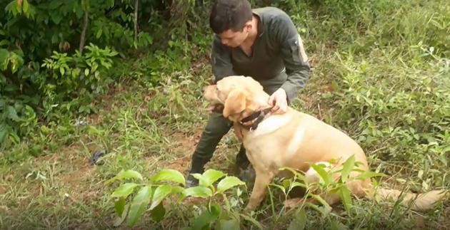 Martín, el perro que salvó a una cuadrilla de erradicadores de coca en Tarazá. FOTO: CORTESÍA POLICÍA 