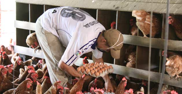 La industria avícola se solidarizó con la situación económica y social que afronta el país. Foto Colprensa
