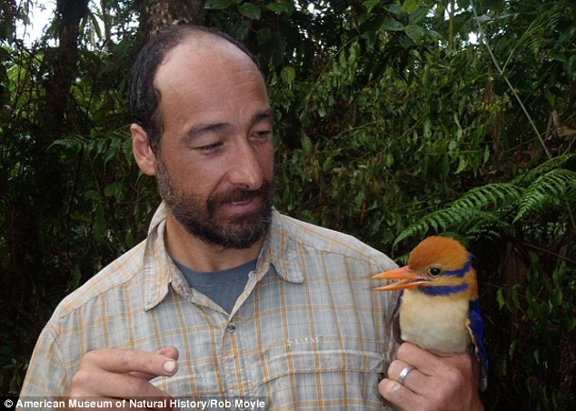 El investigador Christopher Filardi con un martín pescado, especie endémica que no había sido vista en más de 50 años.FOTO ROB MOYLE-MUSEO AMERICANO DE HISTORIA NATURAL