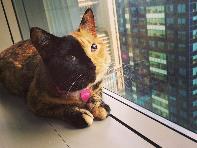 Venus, el gato de las dos caras, es uno de los más seguidos de Instagram. FOTO Instagram/venustwofacecat