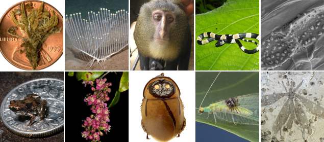 Escogidas las 10 especies más llamativas de 2013 | 1. Violeta liliputense, Perú. 2. Esponja lira del Pacífico. 3. mico del Congo. 4. falsa coral S. noalamina, Panamá. 5. Hongo de Lascaux. 6. La rana más pequeña, Nueva Guinea. 7. Arbusto de selva de Madagascar. 8. Cucaracha luminiscente ecuatoriana. 9. Mariposa de Malasia. 10. Libélula del jurásico.