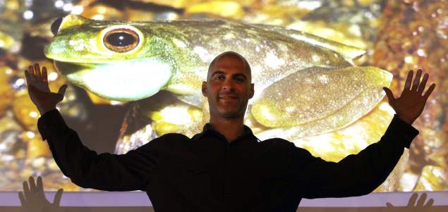 En el último año, 100 especies de ranas se extinguieron en el mundo | Usted puede ayudar. Visite el sitio savethefrogs.com/colombia. FOTO MANUEL SALDARRIAGA