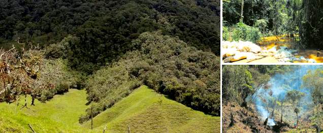 Santa Rosa blinda con bonos su bosque de niebla | El bosque de niebla o andino es el ecosistema más diezmado de Colombia, tan sólo queda un 4 por ciento. FOTOS JAIME PÉREZ