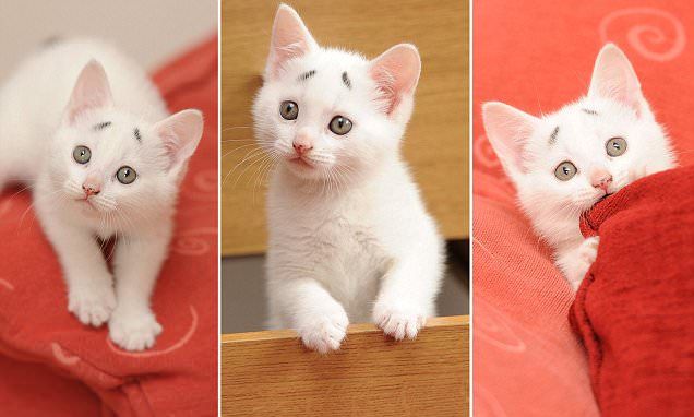 Gary apodado por sus dueños como “el Gatito Preocupado” es furor en las redes sociales y ya tiene hasta su propia página de Instagram. FOTO INSTAGRAM